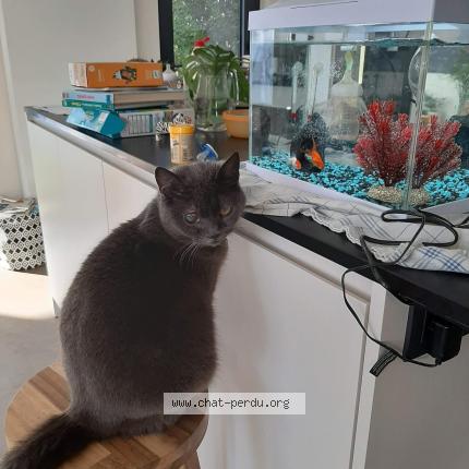 Foto van vermiste kat in Dilbeek