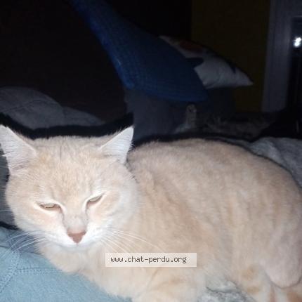 Photo 1/1 Chachou Chat lost in Uxegeney