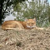 Picture of cat found at Guerande