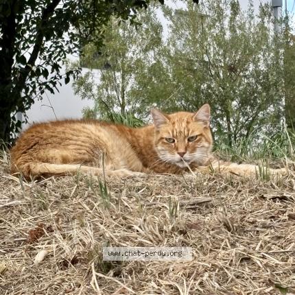 Photo 1/1 Found cat Found in Guerande