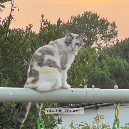 Photo 1/1 MIA Chat lost in Sainte croix du mont