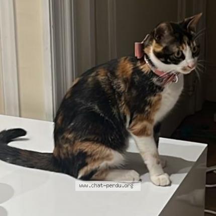 Photo 1/1 Nobu Chat lost in Neuilly sur seine