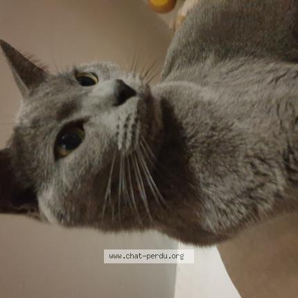 Photo 1/1 Pebble Chat lost in Paris 10