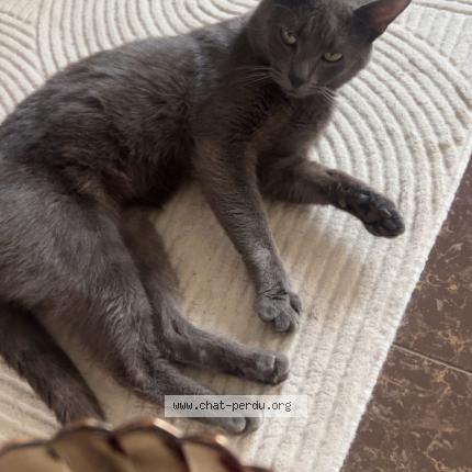 Photo 1/1 Coco Chat lost in Saint denis