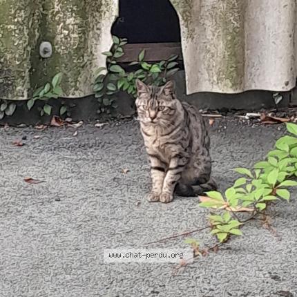 Photo 1/1 Found cat Found in Bayonne