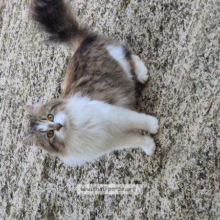 Photo 1/1 PLUME Chat lost in Balbigny