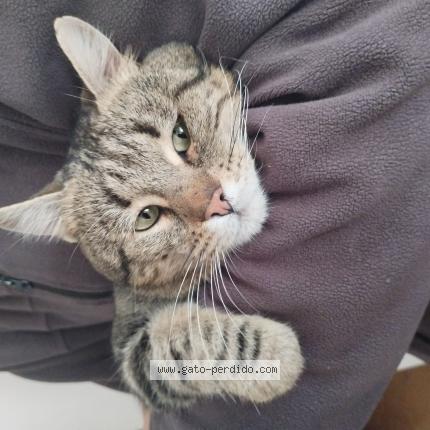 Photo 1/1 Tigre Chat lost in Bahia blanca