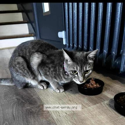 Photo 1/1 Youkie Chat lost in Agen