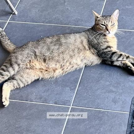 Photo 1/1 Arès Chat lost in Lille