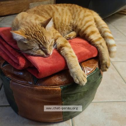 Photo 1/1 N&eacute;o Chat lost in Lachapelle auzac