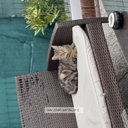 Photo 1/1 Found cat Found in Le mans