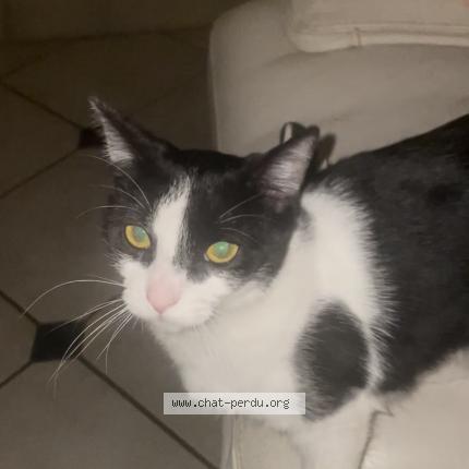 Photo 1/1 Zola Chat lost in Ventenac en minervois