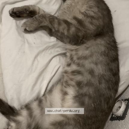 Photo 1/1 Nala Chat lost in Bellegarde sur valeserine