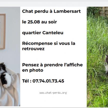 Photo 1/1 Yumi Chat lost in Lambersart