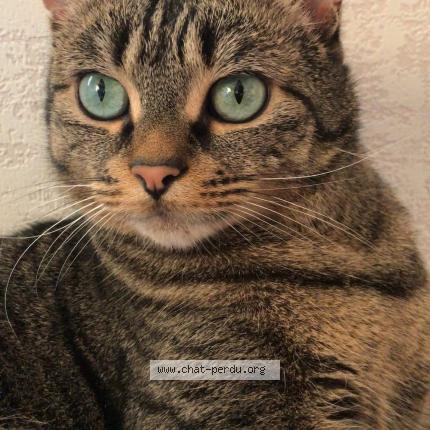 Photo 1/1 Somy Chat lost in Deville les rouen