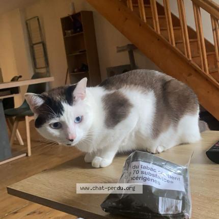 Photo 1/1 Simon Chat lost in Saint maixent l ecole