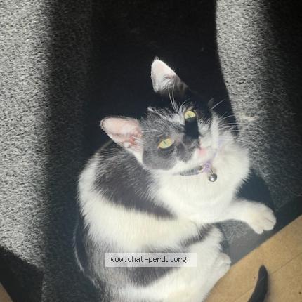 Photo 1/1 Ulyss Chat lost in Baule