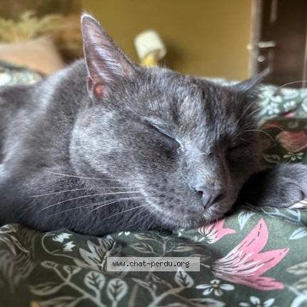 Photo 1/1 Sedaï Chat lost in Luxembourg