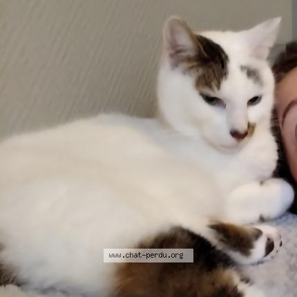 Photo 1/1 Pim's Chat lost in Les montils