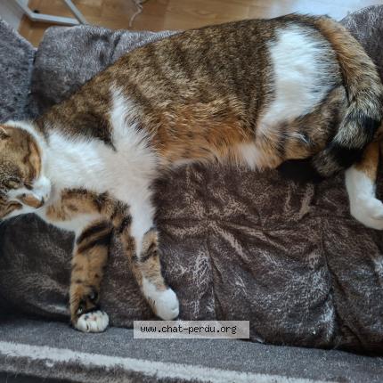 Photo 1/1 Cat reunited Lost in Champigny sur marne