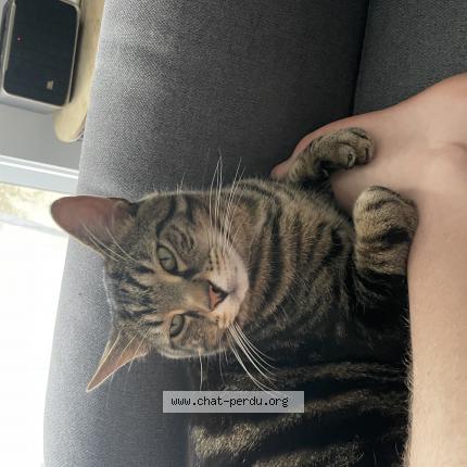 Photo 1/1 Tilou Chat lost in Serignac sur garonne