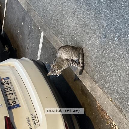 Photo 1/1 Found cat Found in Vitry sur seine