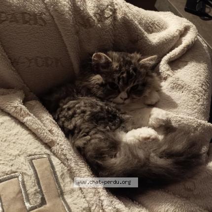 Photo 1/1 Dulary Barbara Chat lost in La turballe