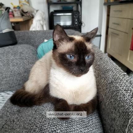 Photo 1/1 Brookie Chat lost in Crozon