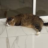 Photo of a cat found in Saint Francois