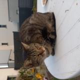 Picture of cat found at Orvault