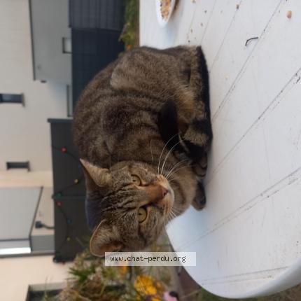 Photo 1/1 Found cat Found in Orvault