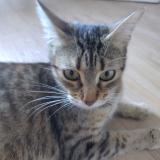 Picture of cat found at 35700 Rennes