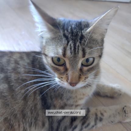 Photo 1/1 Found cat Found in 35700 rennes