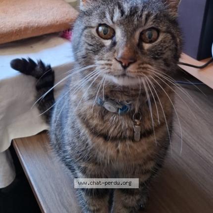 Foto einer verlorenen Katze in Vandoeuvres