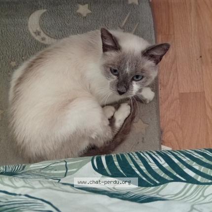 Photo 1/1 Eva Chat lost in Negrepelisse