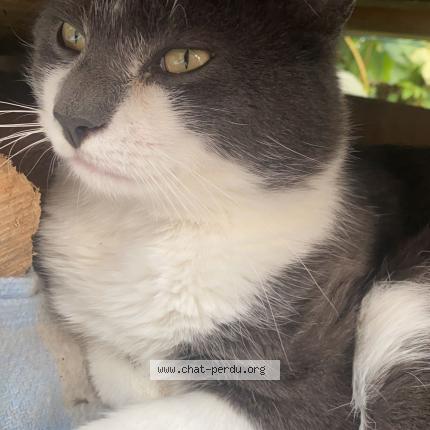 Photo 1/1 Nono Chat lost in Bellevaux