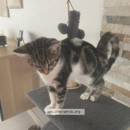 Photo 1/1 Romy Chat lost in Biache saint vaast