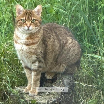 Photo 1/1 Mimi Chat lost in Neronde