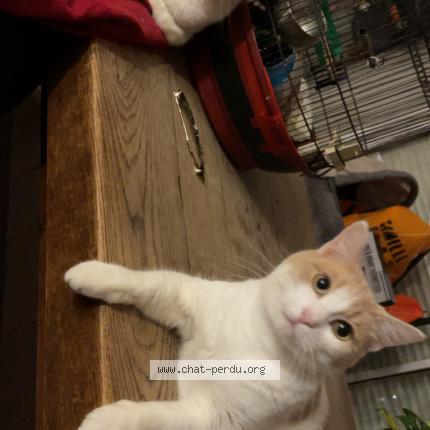 Photo 1/1 Polux Chat lost in Melicourt