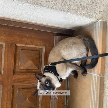 Photo 1/1 Assad Chat lost in Montpellier