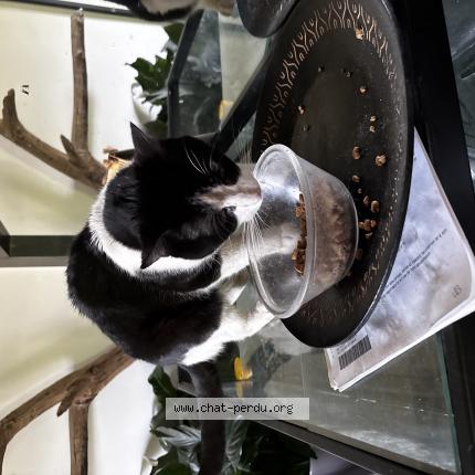 Photo 1/1 Oreo Chat lost in Pontivy