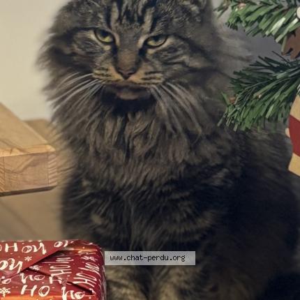 Photo 1/1 Minouche Chat lost in Fourques