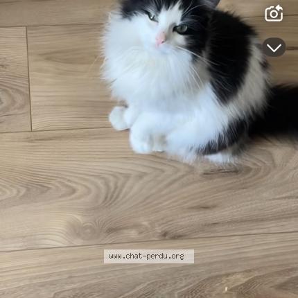 Photo 1/1 Jannah Chat lost in Bourg en bresse