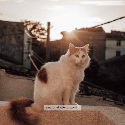 Photo 1/1 Smoothie Chat lost in Ouainville