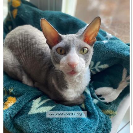 Photo 1/1 Tom Chat lost in Sainte sophie