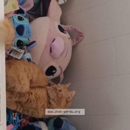 Photo 1/1 Shana Chat lost in Charleroi