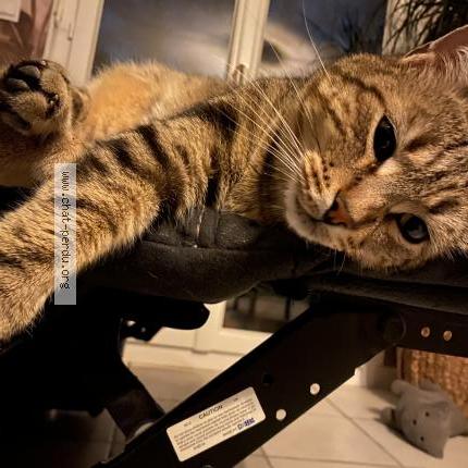 Photo 1/1 Namja Chat lost in Pezilla la riviere