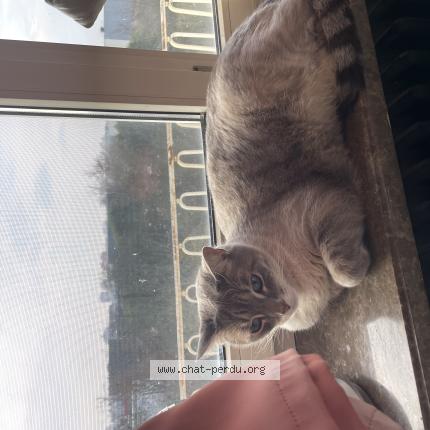 Photo 1/1 Azrael Chat lost in Schiltigheim