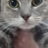 Picture of cat found at Valenciennes