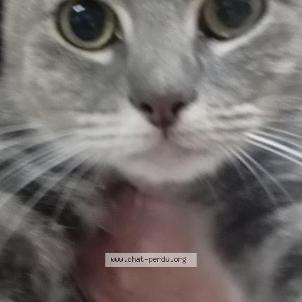 Photo 1/5 Found cat Found in Valenciennes